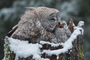 Female Great Grey Owl (Strix Nebulosa)