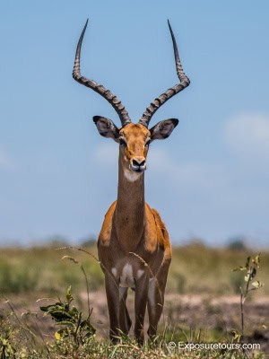 Posing Impala