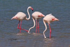 Lesser Flamingo