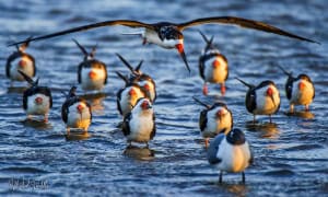 Sunset Skimmers