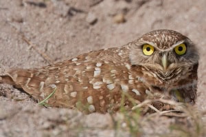 Burrowing Owl