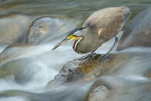 Bare-throated Tiger Heron