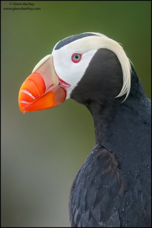 Tufted Puffin