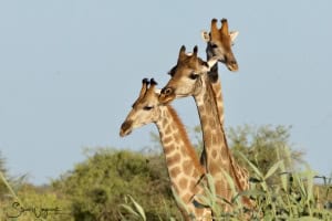  Three Long Necks