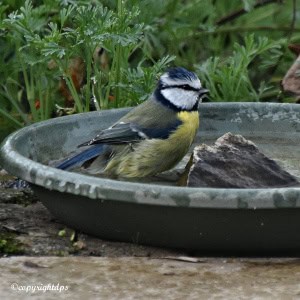 Bath Time