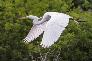 Great Egret