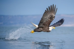 Bald Eagle 