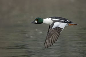Common Goldeneye