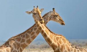 Crossing Necks