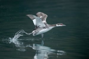 Horned Grebe