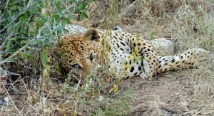 Let Sleeping Leopards Lie