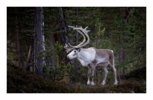 Rudolf the Reindeer