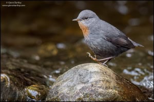 Rufous-throated Dipper