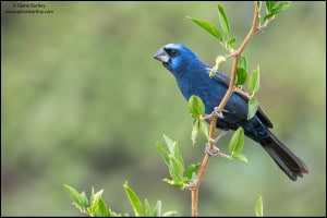 Ultramarine Grosbeak