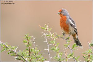 White-tipped Plantcutter