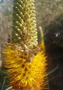Aloe Bee’s