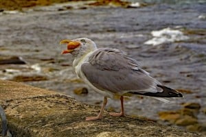 Seagull Feeding 