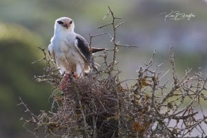 Black-shouldered Kite - Elanus Axillaris