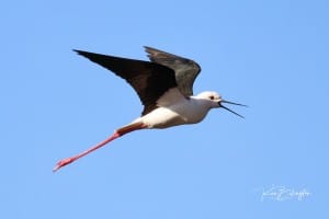 Black-winged Stilt - Himantopus Himantopus