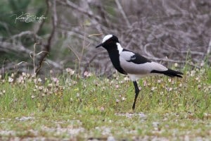 Blacksmith Plover - Vanellus Armatus