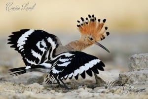 Dancing Hoopoe