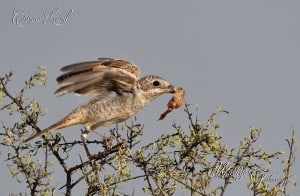 Woodchat Shrike with Toad 