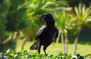Raven Foraging