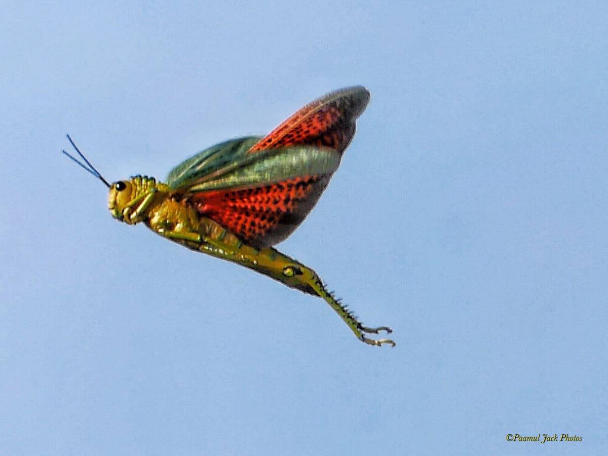Locust in Flight