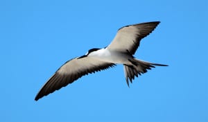 Sooty Tern 
