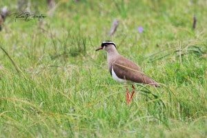 Crowned Lapwing (Vanellus Coronatus)