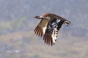 Denham’s Bustard (Neotis Denhami)