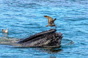 Herring Gull Picking on Whale Head