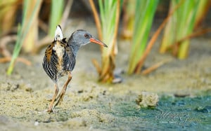 The Flat Bird! - a Rail
