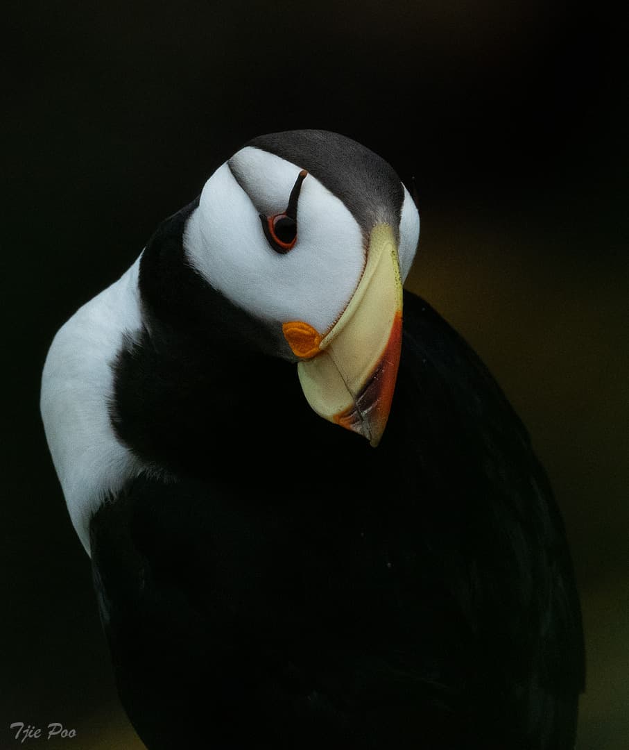 Portrait Horned Puffin by Tjie Poo