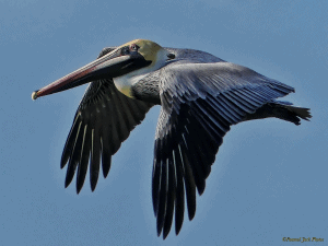 In Flight - Brown Pelican