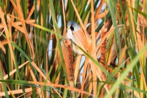 Reedling in the Reeds