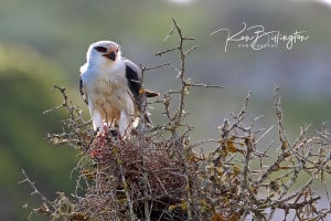 Prickly Perch - Black-shouldered Kite