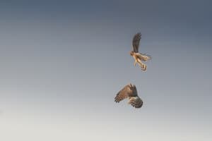 Hen Harriers Playing in the Air