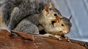 I Love You Mommy - Yucatan Squirrel