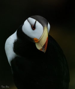 Portrait  Horned Puffin