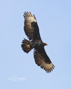 Flying High - Verreauxs Eagle