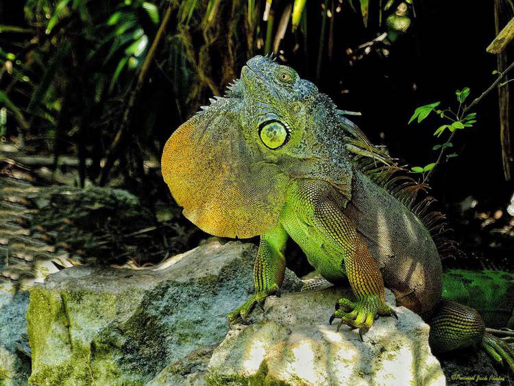 Mexican Iguana Trying to Impress a Mate.