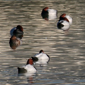 Pochards on Reflections