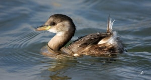 Sweet Little Grebe