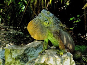 Mexican Iguana Trying to Impress a Mate