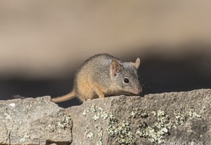 Yellow-footed Antichinus Australian Marsupial