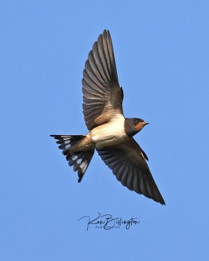 Barn Swallow in Flight