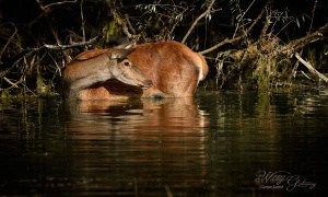 Doe in Mountain Lake