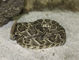 Mohave Rattlesnake