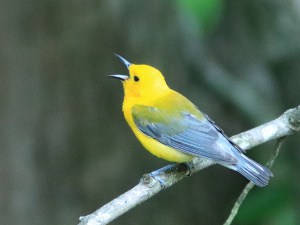 Prothonotary Warbler Singing